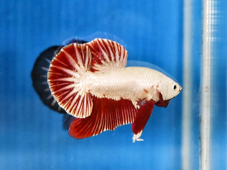 'ปลาวัยรุ่นอนาคตไกล' ปลากัดคัดเกรดครีบสั้น - Halfmoon Plakad Red Dragon Premium Quality Grade