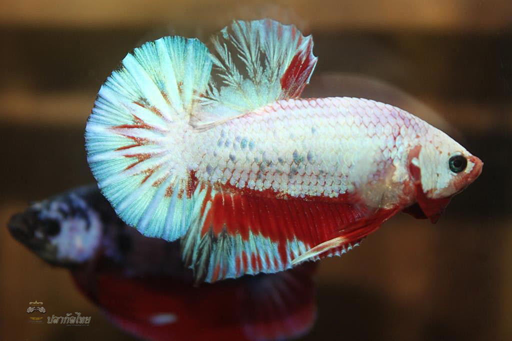 ปลากัดคัดเกรดครีบสั้น - Halfmoon Plakad Fancy Dragon Premium Quality Grade