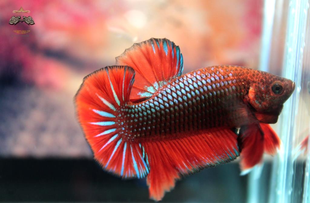 ปลากัดคัดเกรดครีบสั้น - Halfmoon Plakad Over Tails Red BlackLight Premium Quality Grade AAA+