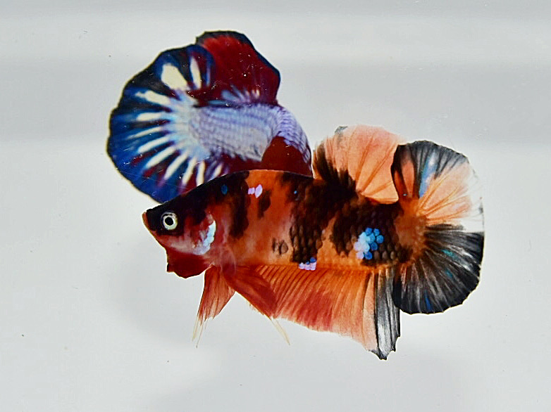 ปลากัดคัดเกรดครีบสั้นลายปลาคร์าฟ - Halfmoon Plakad Fancy Koi Premium Quality Grade