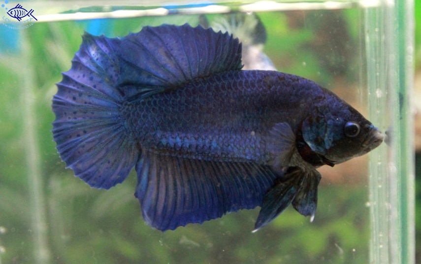 (ขายแล้วครับ)"คัดเกรด"ปลากัดยักษ์ครีบสั้น-Giant Green Blue