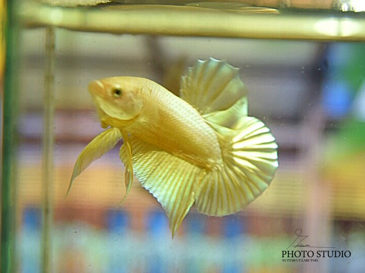 ปลากัดคัดเกรดครีบสั้นสีทอง - Halfmoon Plakad Super Gold Platinum Premium Quality Grade