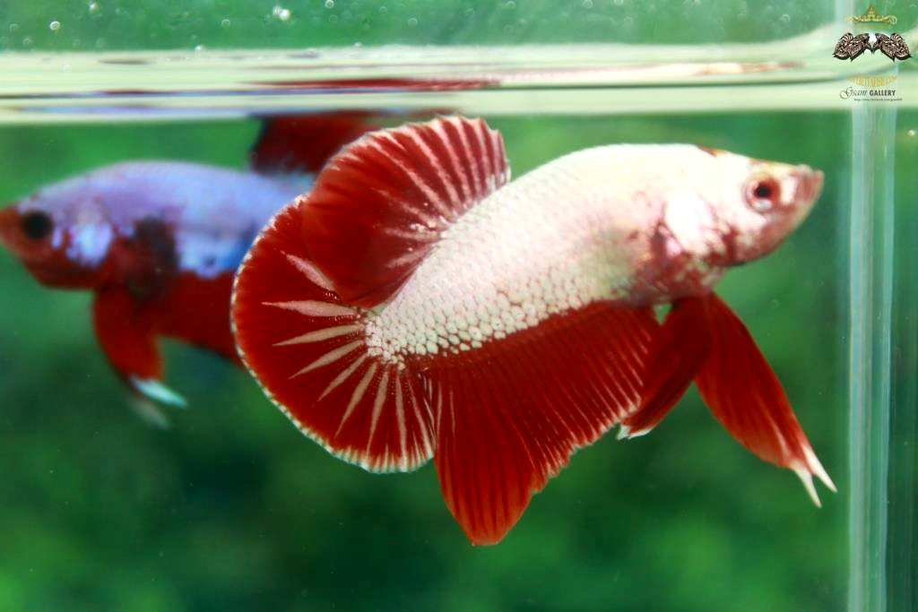 คัดเกรดปลากัดครีบสั้น - HalfMoon Plakad Red Dragon Quality Grade
