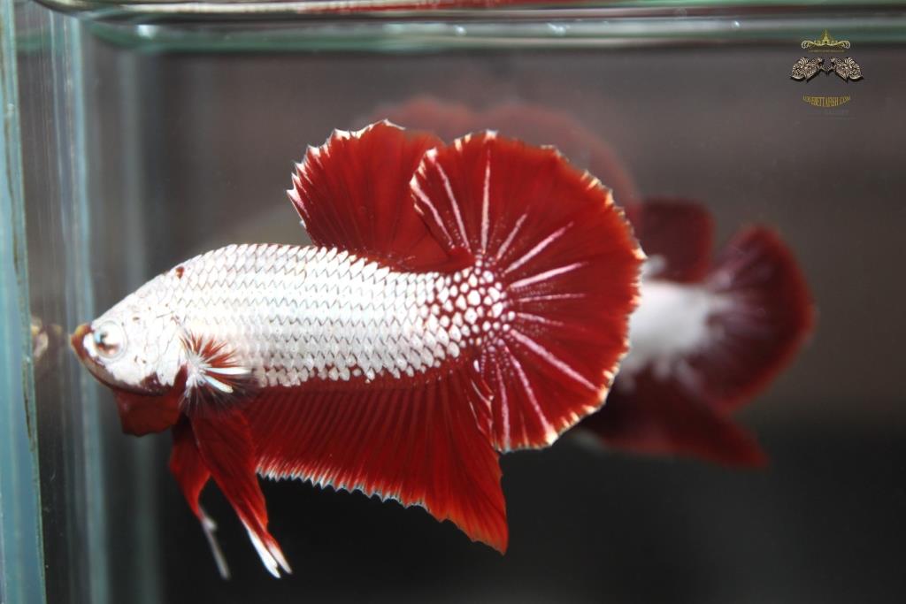 ปลากัดคัดเกรดครีบสั้น - Halfmoon Plakad Red Dragon(มังกรแดง) Premium Quality Grade AAA+