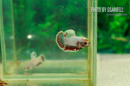 (ขายแล้วครับ)ปลากัดครีปสั้น - Fancy Halfmoon Plakats