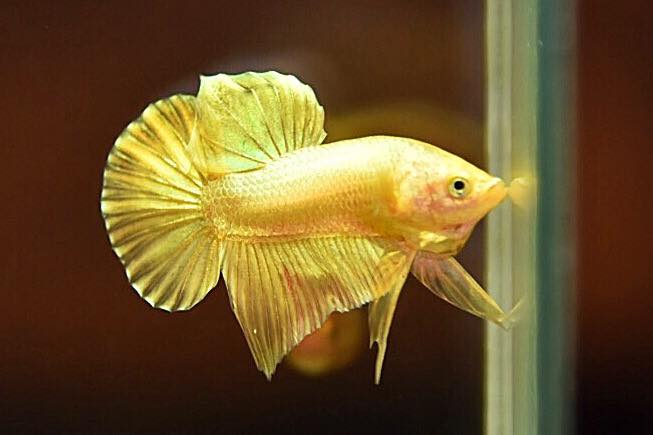 "ปลากัดสีทอง Super Gold" ปลากัดคัดเกรดครีบสั้น - Halfmoon Plakad Super Gold Quality Grade