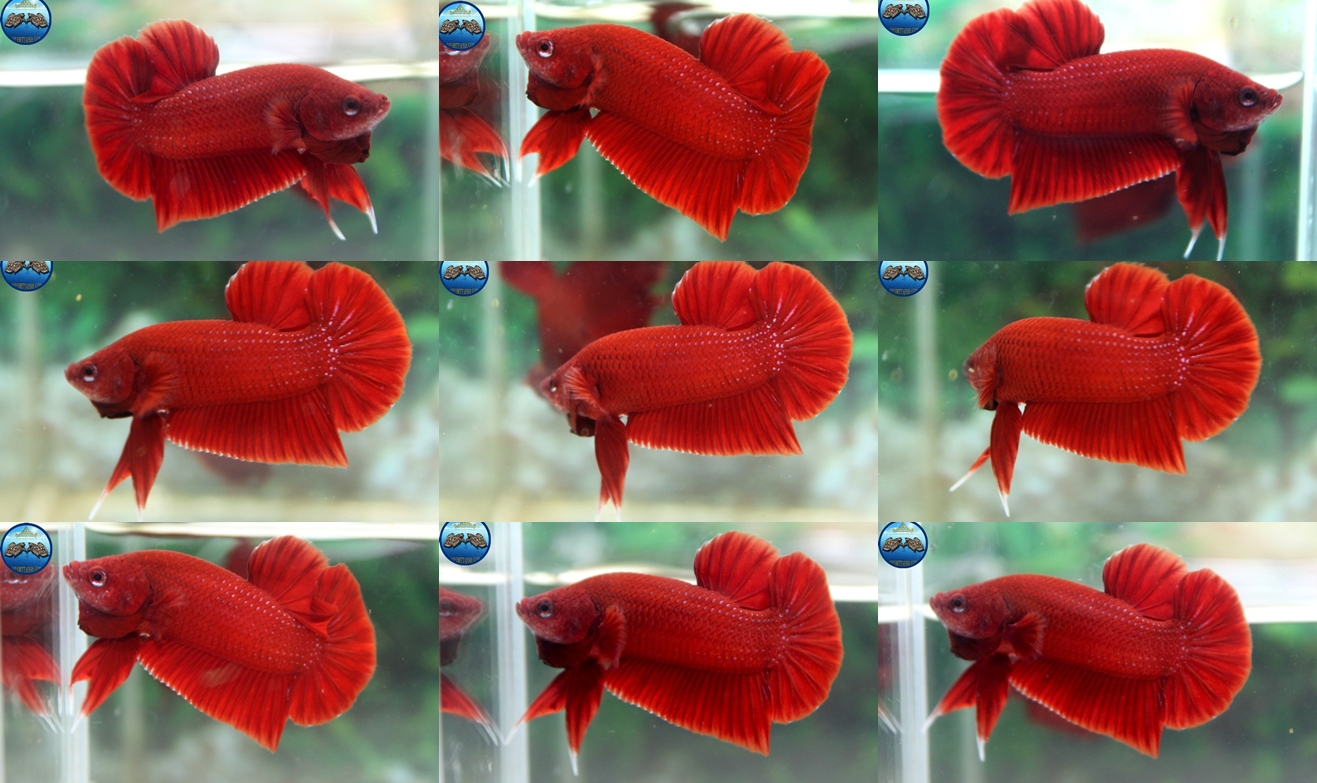 (ขายแล้วครับ)"คัดเกรด"ปลากัดครีบสั้น-Halfmoon Plakats Super Red