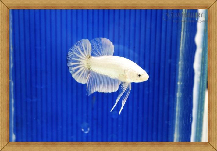 ปลากัดครีบสั้น - Halfmoon Plakats White Dragon