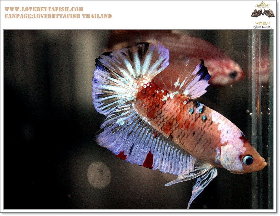 คัดเกรดปลากัดครีบสั้น-Halfmoon Plakat Koi Ice Fancy