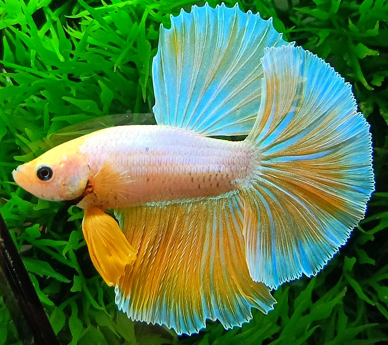 ปลากัดคัดเกรดครีบยาว - Halfmoon Fancy Yellow Premium Quality Grade