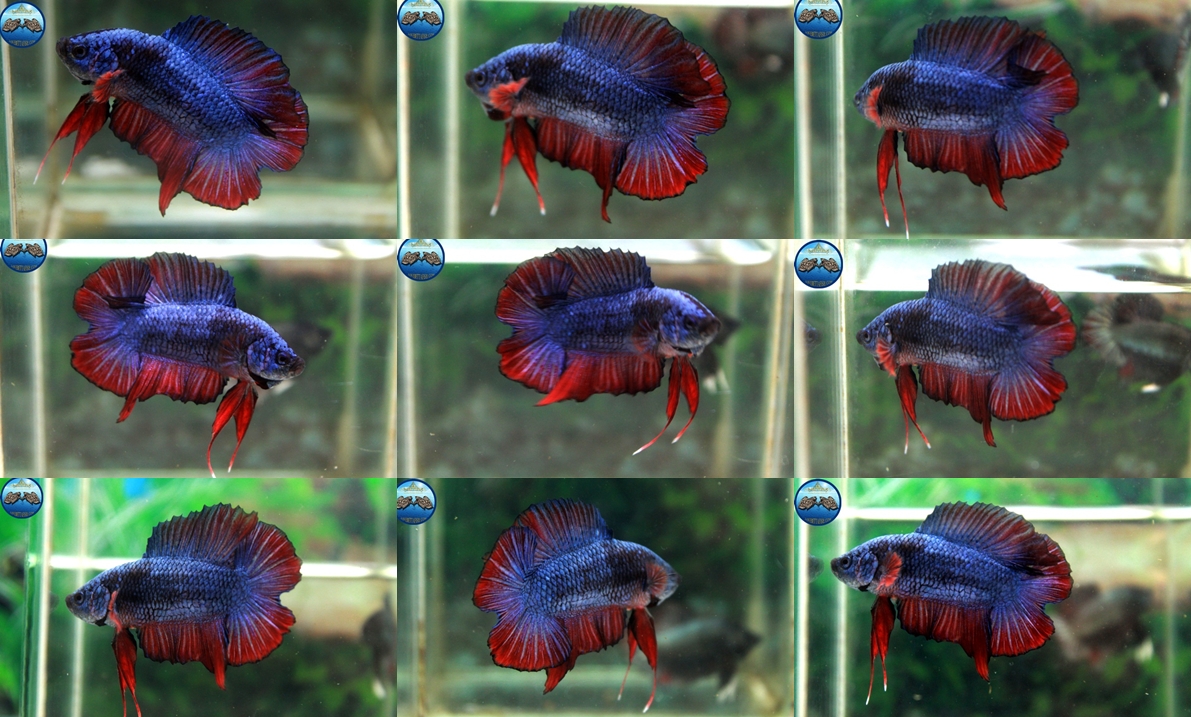 (ขายแล้วครับ)"คัดเกรด"ปลากัดครีบสั้น-Halfmoon Plakats Double Tails Fancy