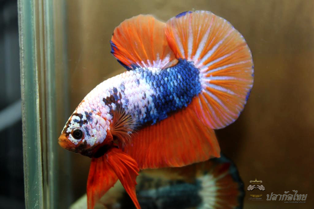 ปลาใหญ่ขนาดเกือบ 1.8-1.9 นิ้ว ปลากัดคัดเกรดครีบ - Halfmoon Plakad Fancy Orange Mustrad Premium Quality Grade