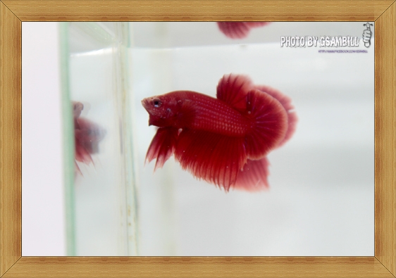 (ขายแล้วครับ)ปลากัดครีบสั้นสีแดง SUPER RED1