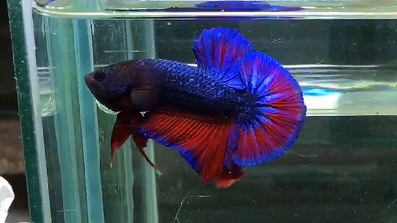 ปลากัดคัดเกรดครีบสั้น - Halfmoon Plakad Fancy Dragon(Red Blue) Quality Grade AAA+
