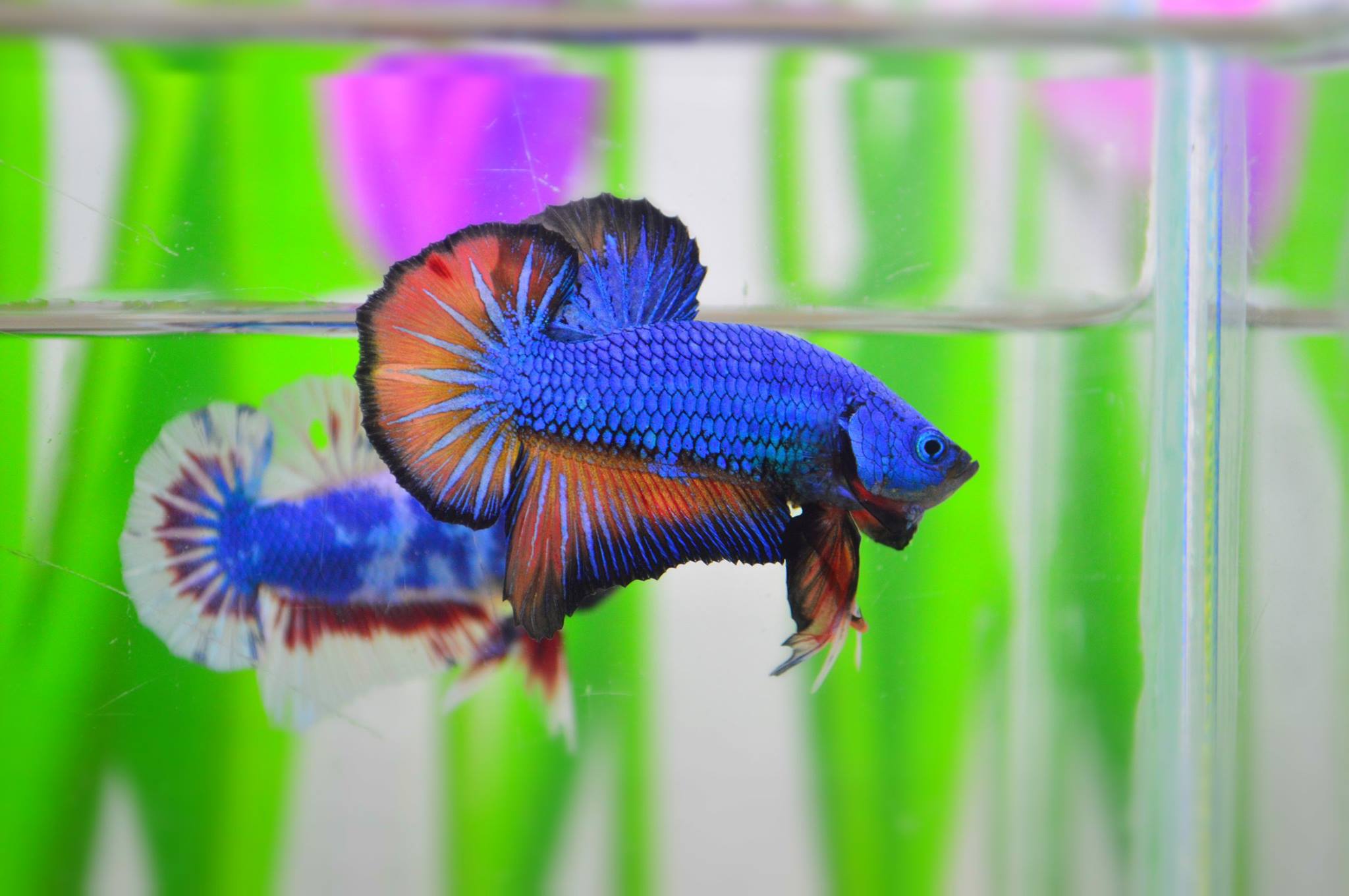 คัดเกรดปลากัดครีบสั้น-Halfmoon Plakat Fancy Blue Orange