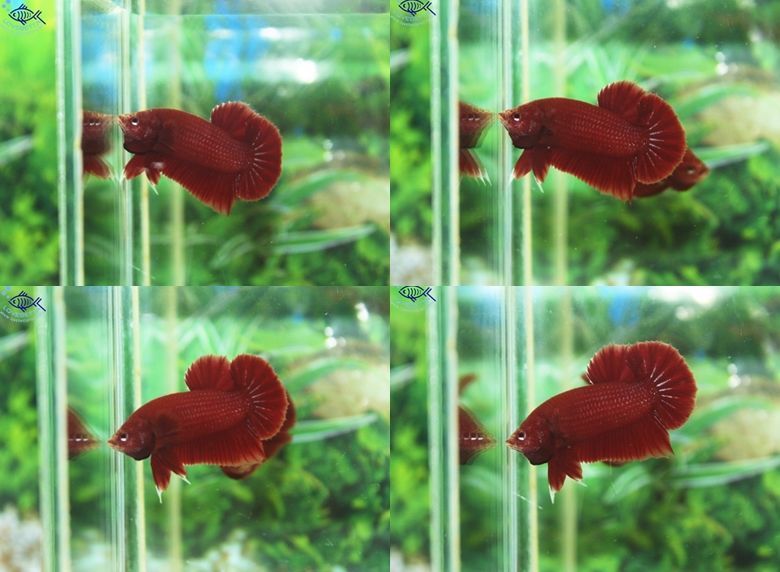 (ขายแล้วครับ)"คัดเกรด"ปลากัดครีบสั้น-Halfmoon Plakats Super Red#1 Grade B+
