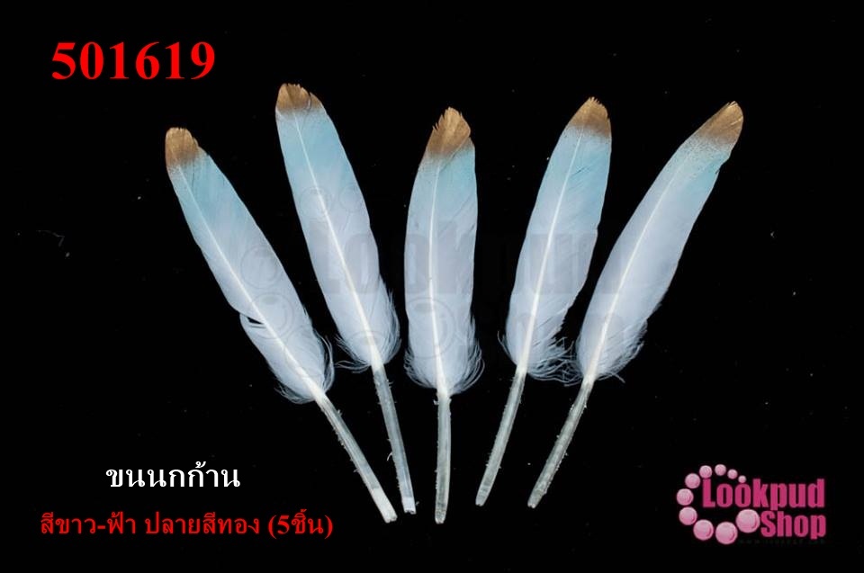 ขนนกก้าน สีขาว-ฟ้า ปลายสีทอง (5ชิ้น)