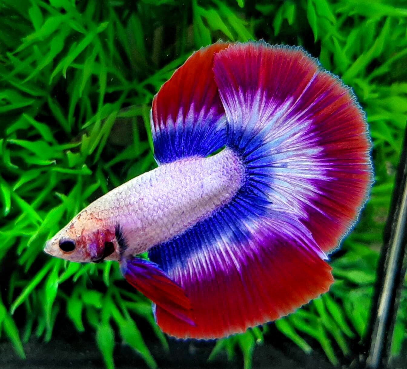 ปลากัดคัดเกรดครีบยาวลายธงชาติ - Halfmoon THAILAND Colors platinum Premium Quality Grade