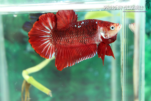 (ขายแล้วครับ)ปลากัดครีปสั้น - Fancy Halfmoon Plakats