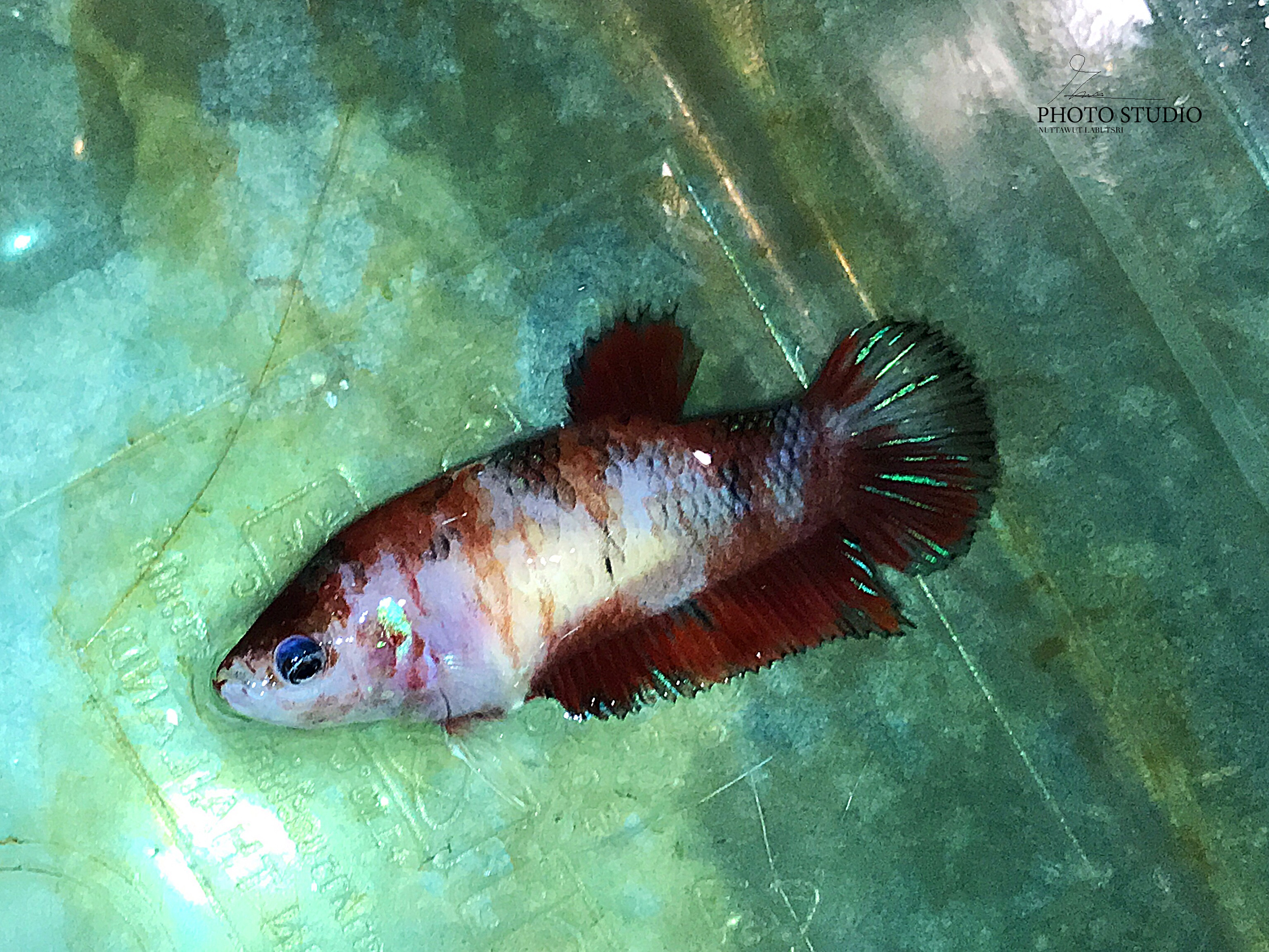 "ตัวเมียไข่เต็มท้องพร้อมผสม"ปลากัดคัดเกรดครีบสั้น - Female Halfmoon Plakad Fancy Quality Grade