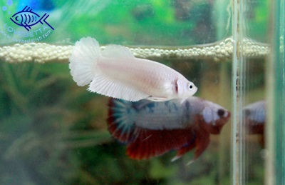 (ขายแล้วครับ)"คัดเกรด"ปลากัดครีบสั้นตัวเมีย-Halfmoon Plakats Super White Platinum