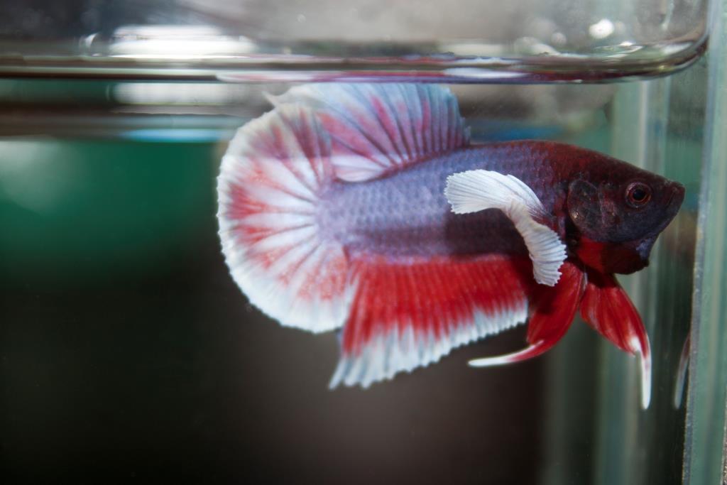 ปลากัดคัดเกรดครีบสั้น - Halfmoon Plakad Fancy Dragon Quality Grade