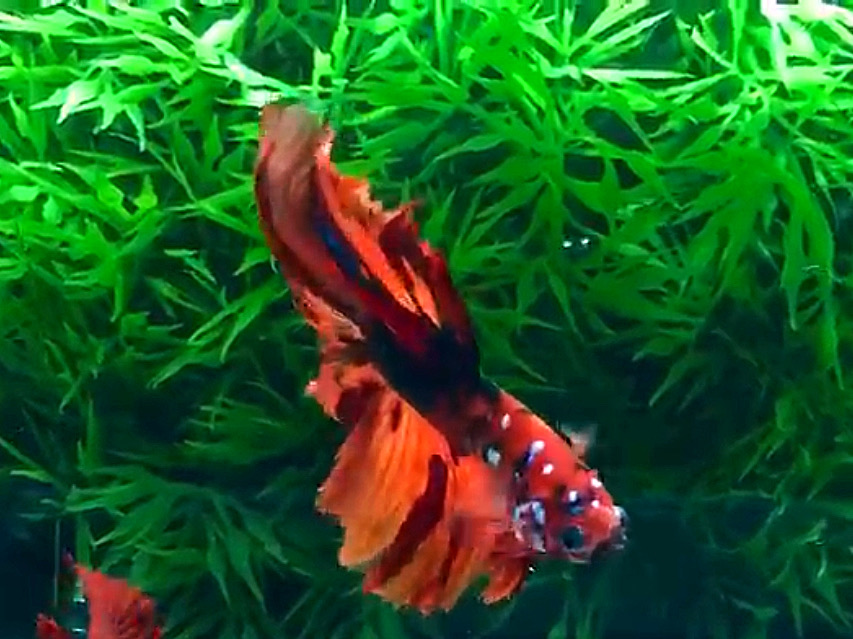 ปลากัดคัดเกรดครีบยาว - Halfmoon Fancy Fire Koi Premium Quality Grade