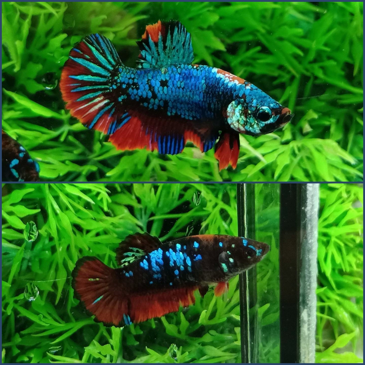 ปลากัดคัดเกรดครีบสั้นตัวผู้ตัวเมีย - 1 Pair Male-Female Halfmoon Plakad Fancy Premium Quality Grade