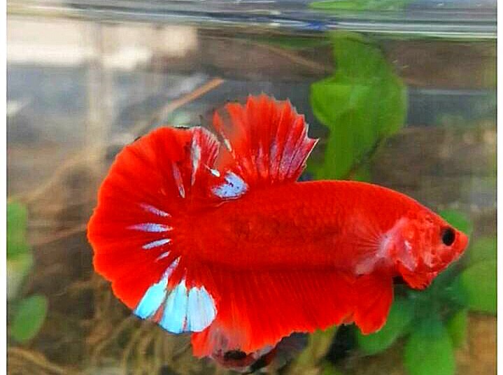 ปลากัดคัดเกรดครีบสั้นแฟนซี - Halfmoon Plakad Fancy Red Devil Premium Quality Grade