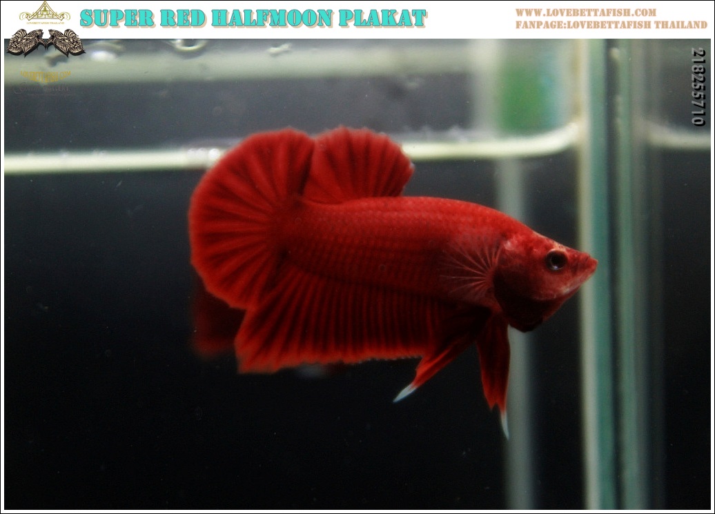 (ขายแล้วครับ)"คัดเกรด"ปลากัดครีบสั้น-Halfmoon Plakats Super Red
