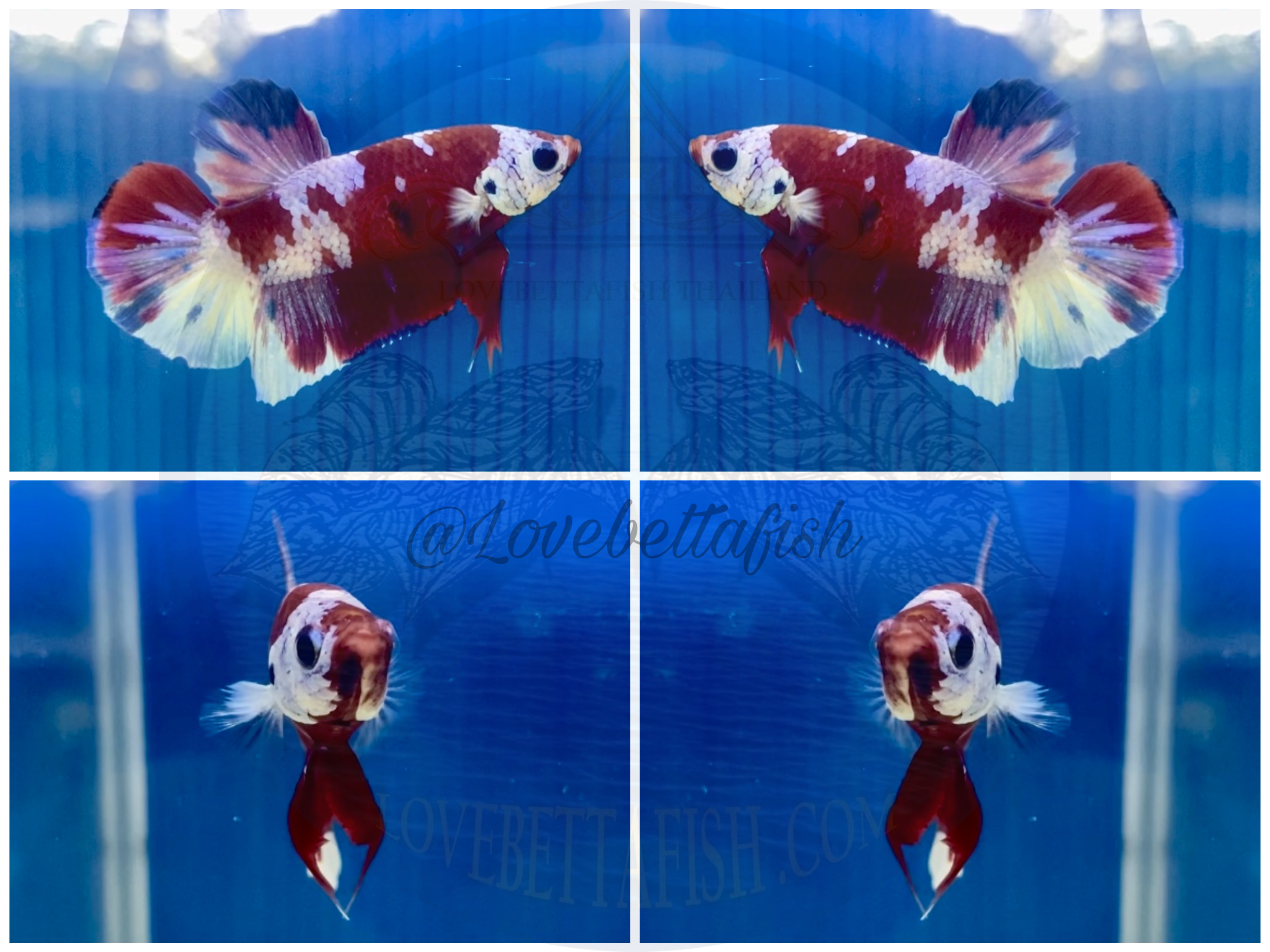 ปลากัดคัดเกรดครีบสั้น - Halfmoon Plakad Fancy Premium Quality Grade