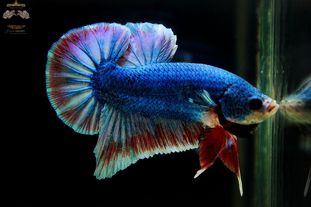 (ขายแล้วครับ)ตอนรับปีใหม่"คัดเกรด"ปลากัดครีบสั้น-Halfmoon Plakats Fancy Thailand
