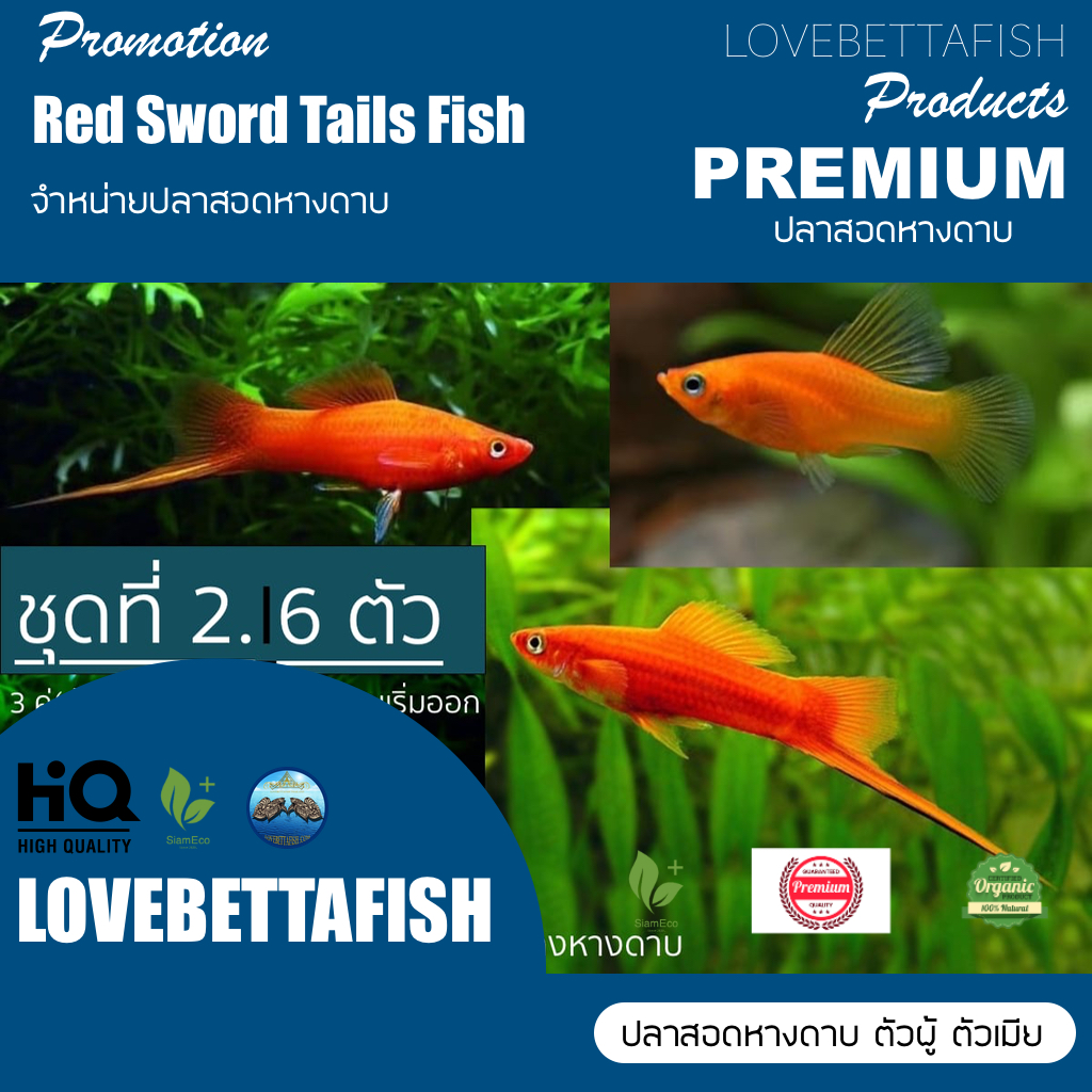 ปลาสอดแดงหางดาบคัดเกรด "ชุดที่ 2" - Red Sword Tails Fish Quality Grade