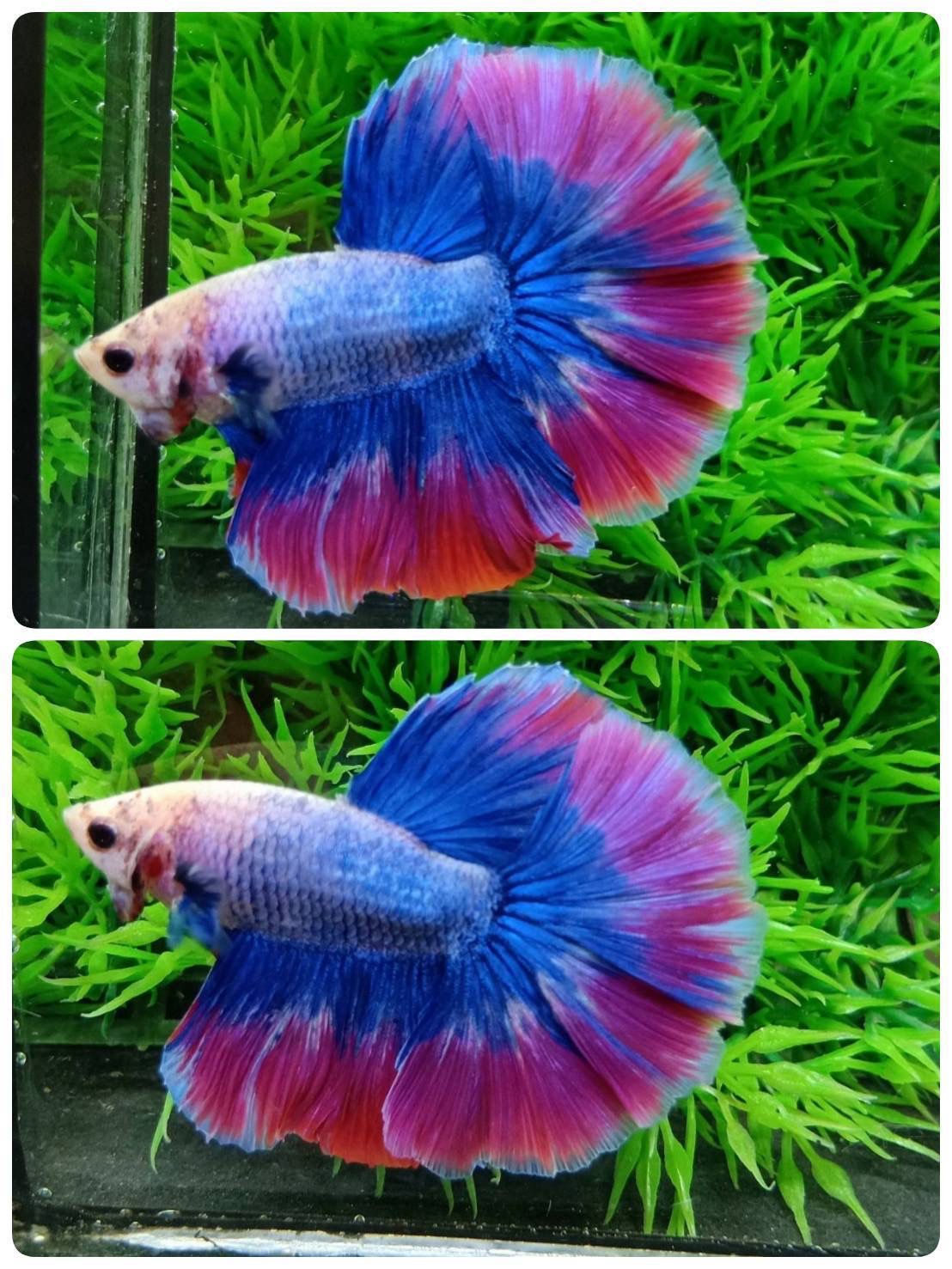 ปลากัดคัดเกรดครีบยาว - Halfmoon Thailand Fancy Colors Premium Quality Grade