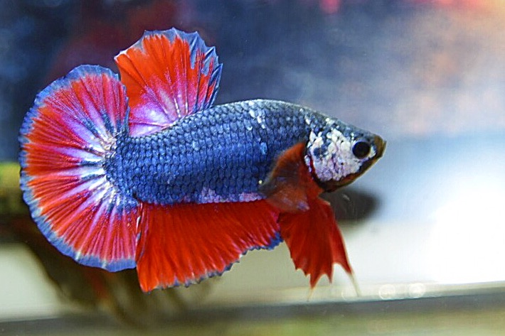 “ลายธงชาติสีสวยฟอร์มคัด”ปลากัดคัดเกรดครีบสั้น - Halfmoon Plakad Thailand Premium Quality Grade AAA+