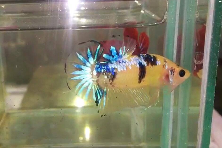 ปลากัดคัดเกรดครีบสั้น - Halfmoon Plakad Fancy Yellow koi Quality Grade