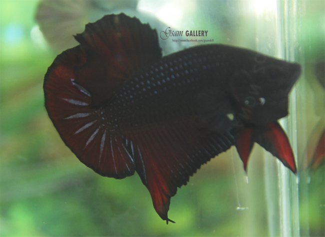 (ขายแล้วครับ)ปลากัดครีบสั้น - Halfmoon Plakats BLACK