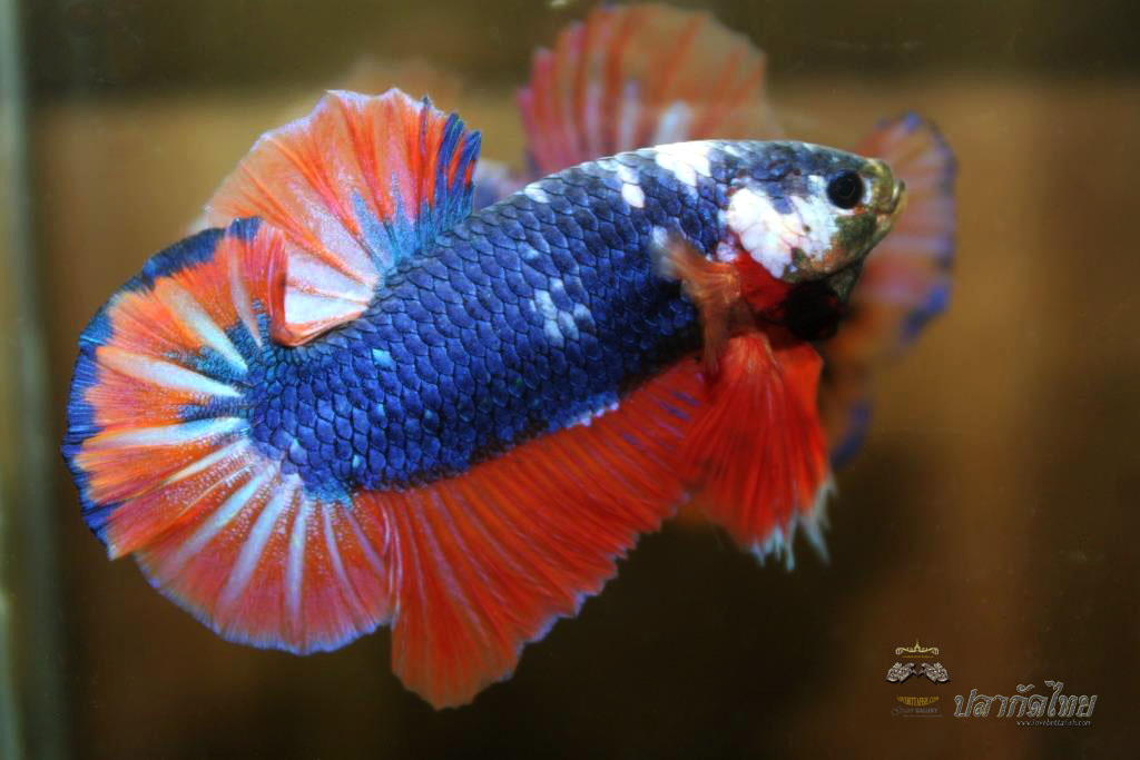 ปลาใหญาขนาดเกือบ 1.8-1.9 นิ้ว ปลากัดคัดเกรดครีบ - Halfmoon Plakad Fancy Orange Mustrad Premium Quality Grade