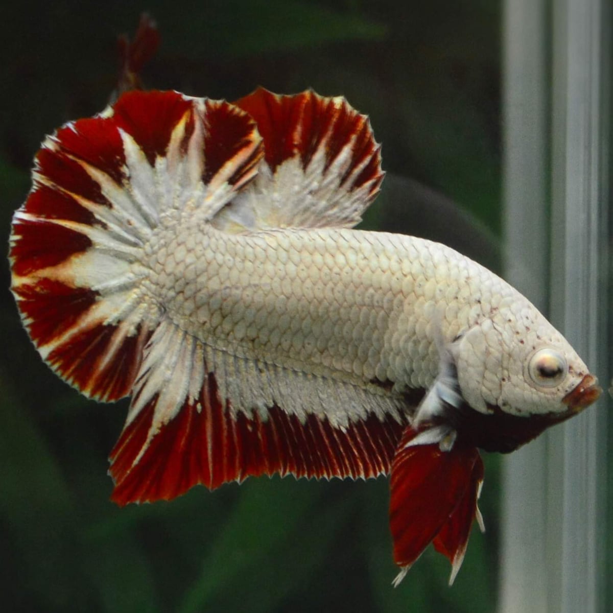 ปลากัดคัดเกรดครีบสั้นมังกรแดง - Halfmoon Plakad Red Dragon Premium Quality Grade