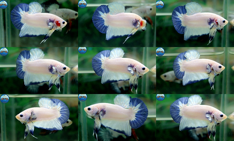 (ขายแล้วครับ)"คัดเกรด"ปลากัดครีบสั้น-Halfmoon Plakats Marble