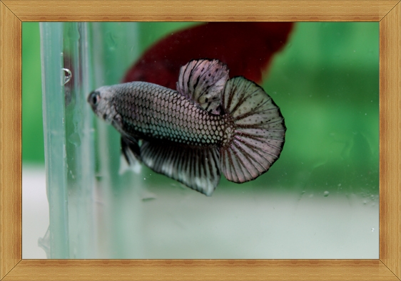 (ขายแล้วครับ)ปลากัดครีบสั้น - Fancy Halfmoon Plakats