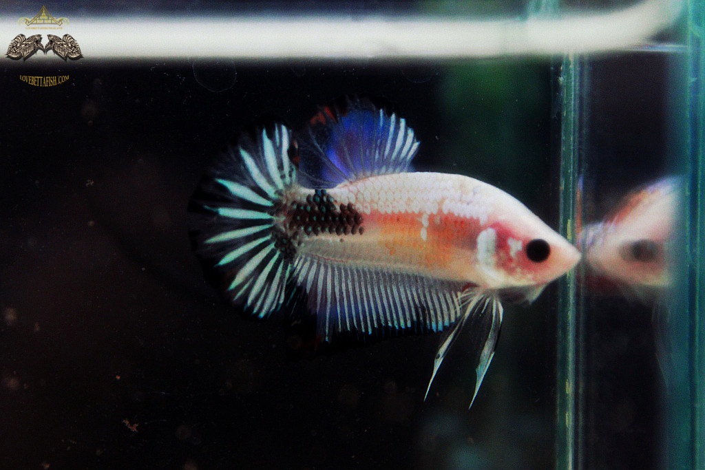 (ขายแล้วครับ)"คัดเกรด"ปลากัดครีบสั้น-Halfmoon Plakats Fancy Koi