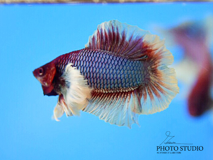 ปลากัดคัดเกรดหูช้างสองหางครีบสั้นสีลาเวนเดอร์ - Halfmoon Plakad Double Tails Big Ear Lavender Premium Quality Grade