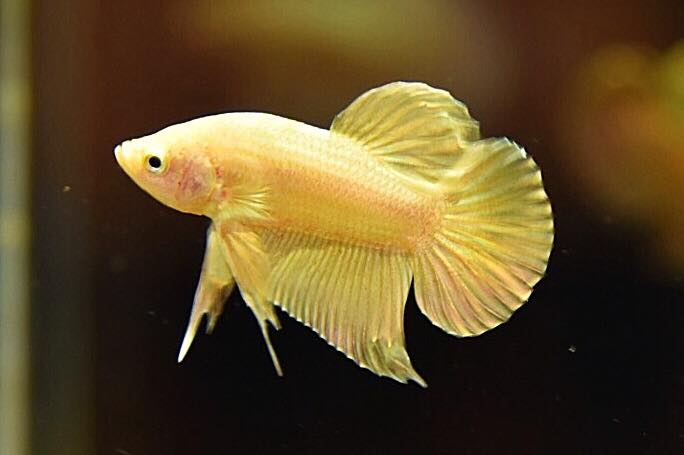 "ปลากัดสีทอง Super Gold" ปลากัดคัดเกรดครีบสั้น - Halfmoon Plakad Super Gold Quality Grade
