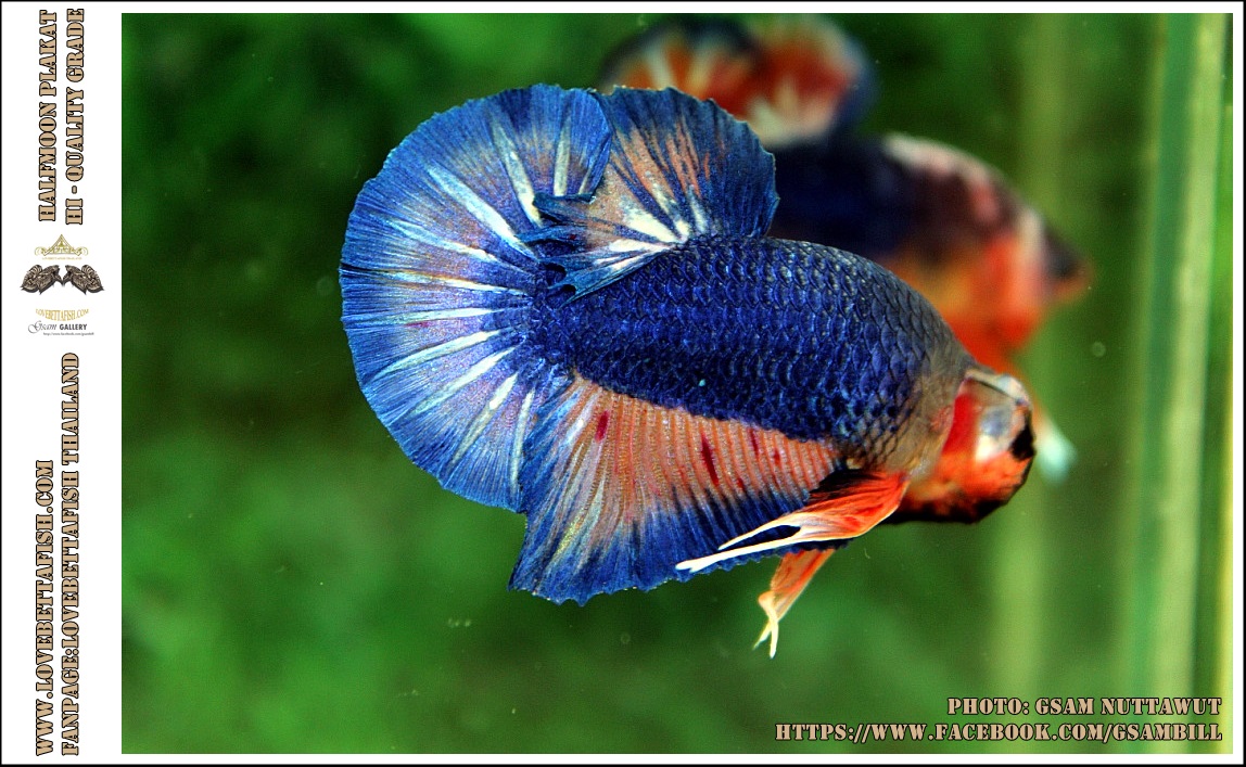 Hi - Premium Grade AAA+ คัดเกรดปลากัดครีบสั้น-Over Tails Halfmoon Plakad Fancy Blue Mustrad