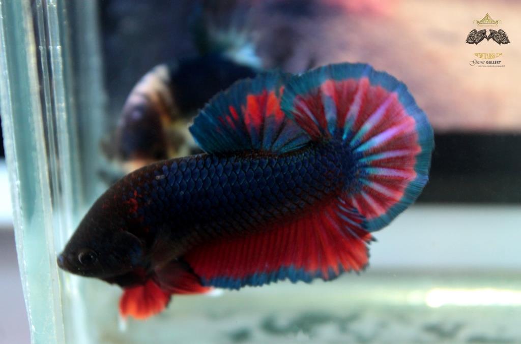ปลากัดคัดเกรดครีบสั้น - Halfmoon Plakad Over Tails PinkBlue Premium Quality Grade AAA+