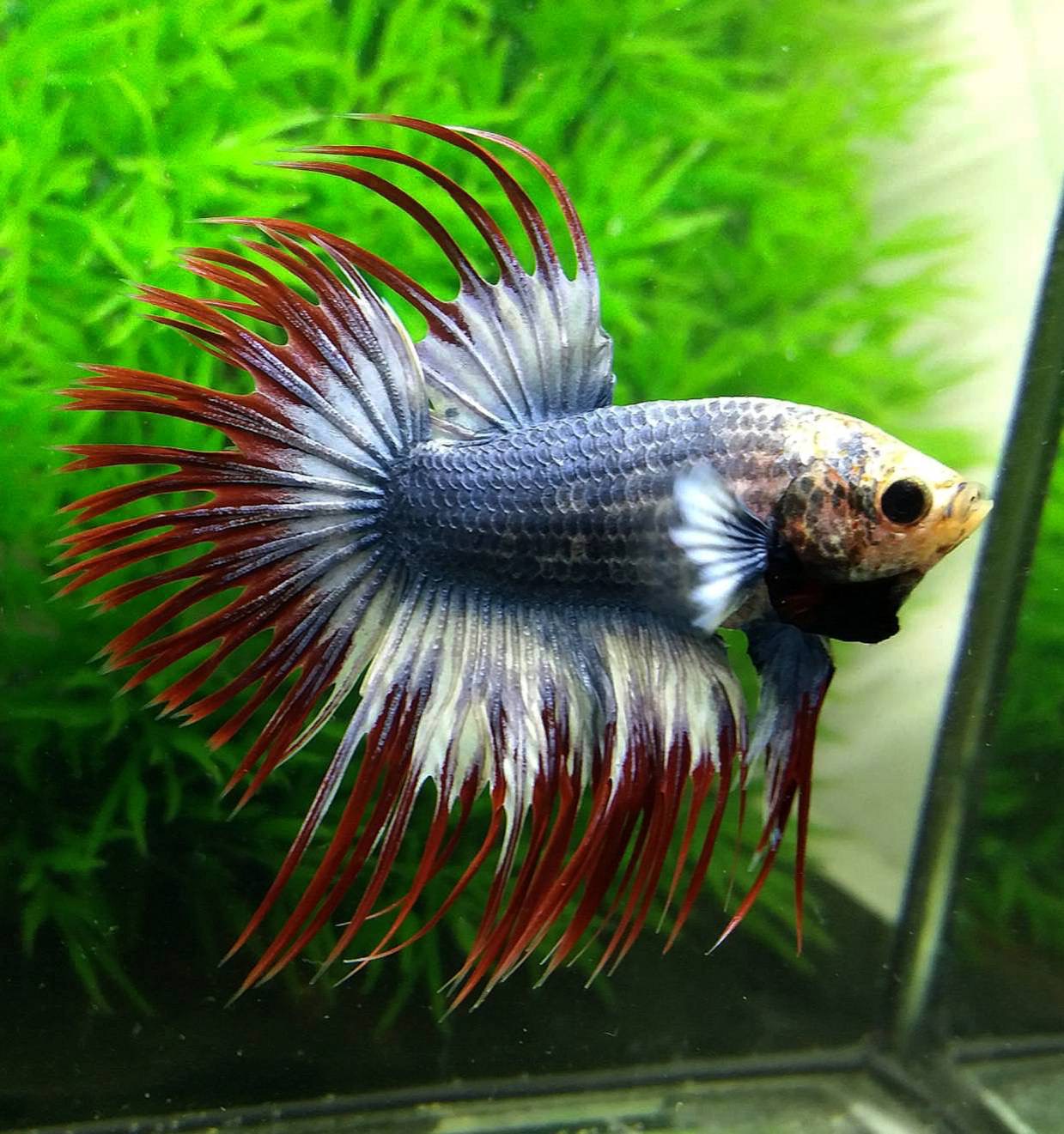 ปลากัดคัดเกรดครีบยาวหางมงกุฎ -CrownTails Fancy Thailand Colors Premium Quality Grade