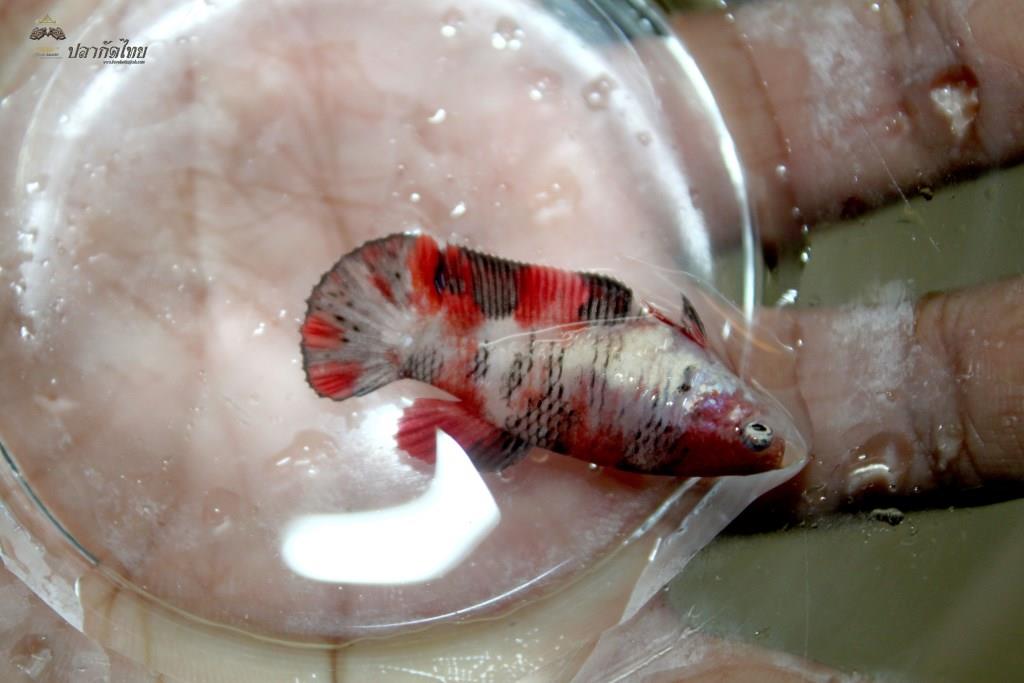 ปลากัดคัดเกรดครีบสั้นตัวเมีย - Female Halfmoon Plakad Fancy Koi Quality Grade