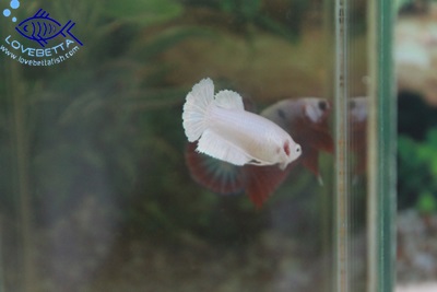 (ขายแล้วครับ)"คัดเกรด"ปลากัดครีบสั้นตัวเมีย-Halfmoon Plakats Super White Platinum