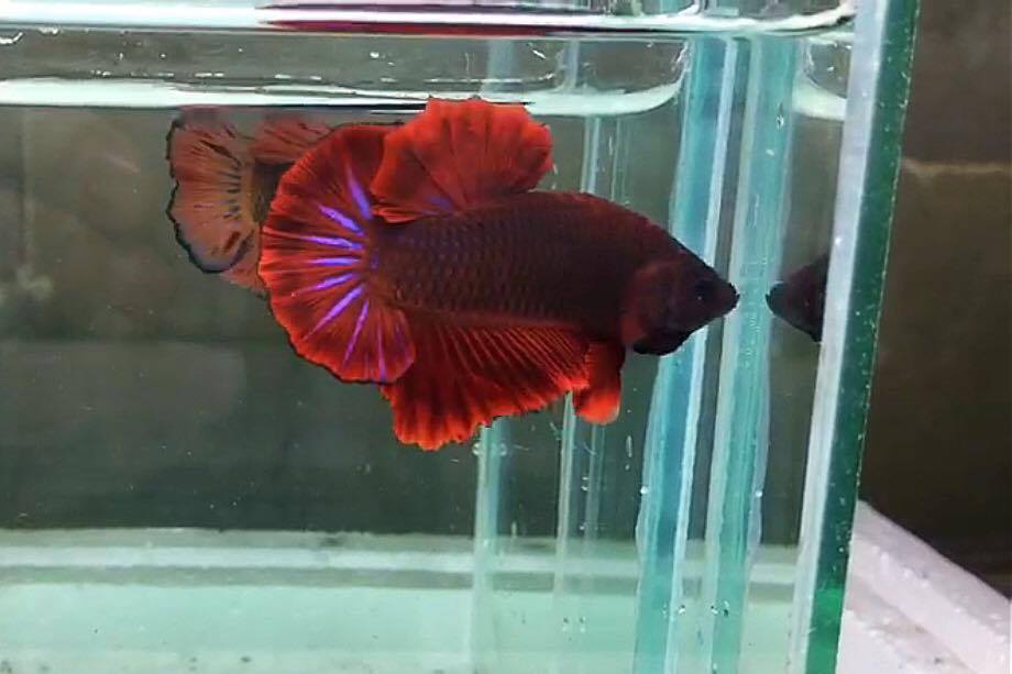 ปลากัดคัดเกรดครีบสั้น - Halfmoon Plakad Fancy Red อสูร Quality Grade